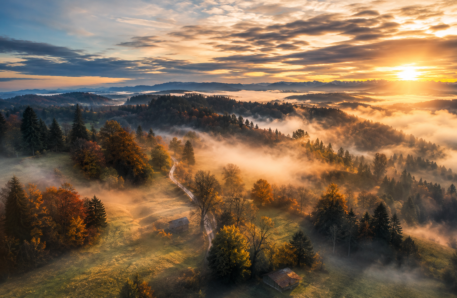 Trees and sunrise